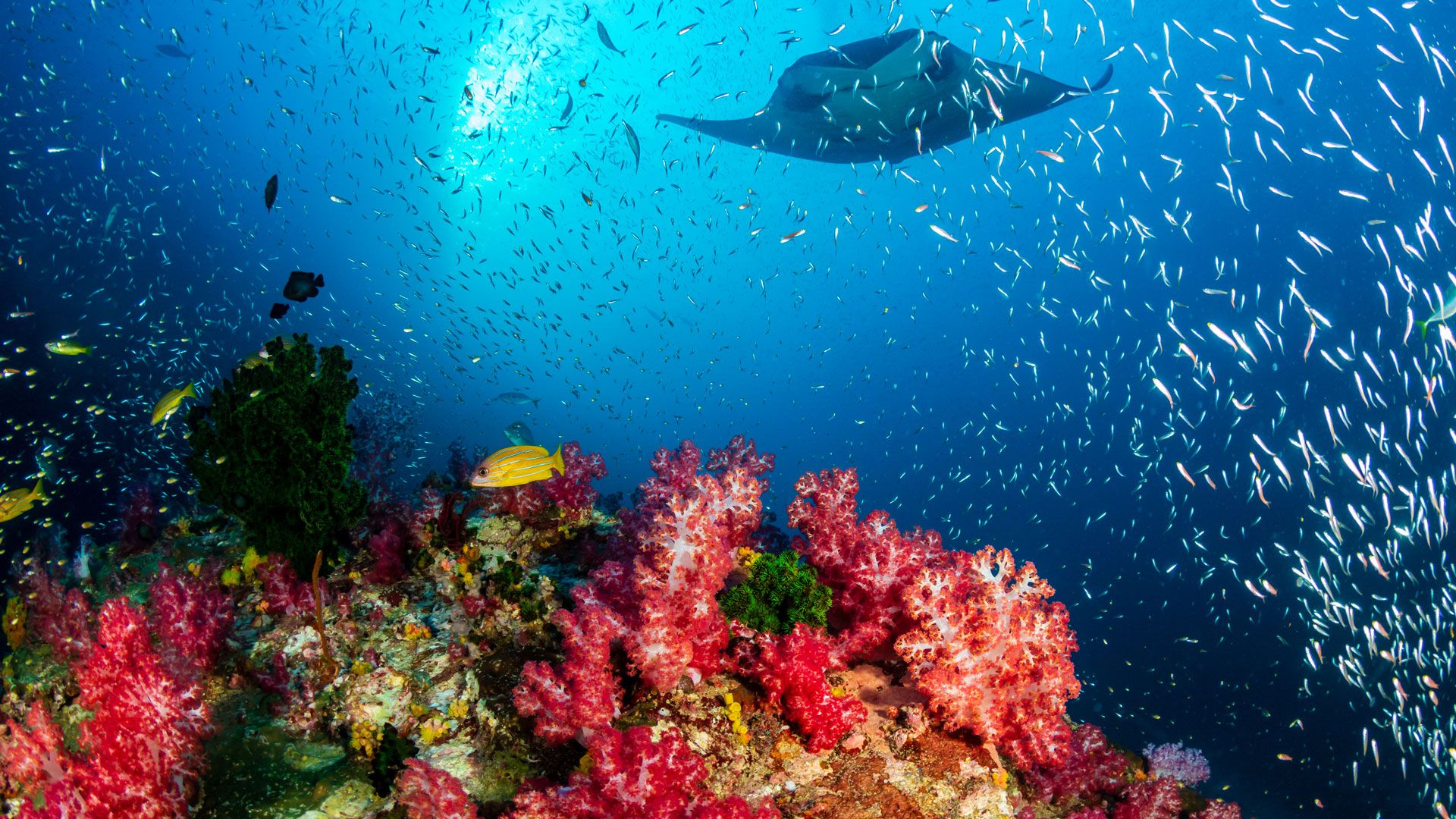 Maldives